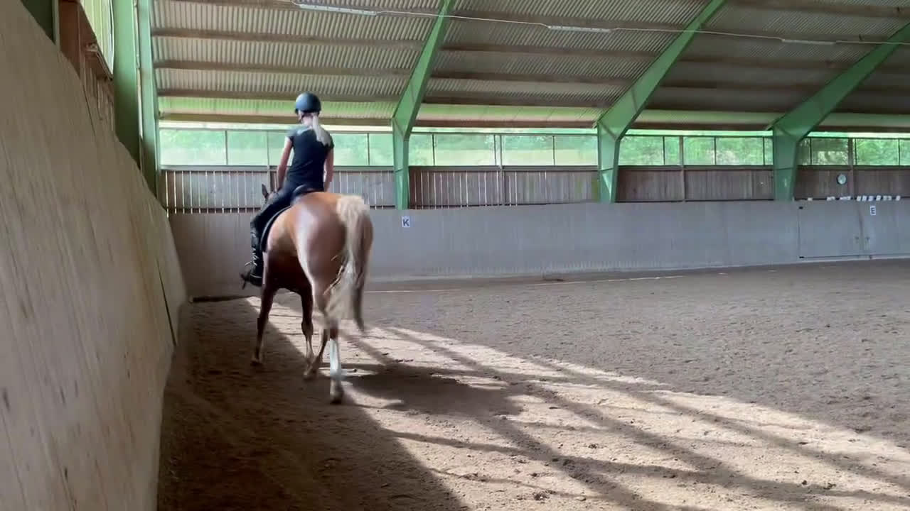 Allround hästar till salu: Trevlig och charmig allroundhäst söker tryggt hem i Jönköping - Video 1