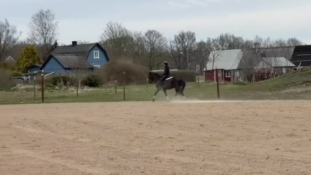 Allround hästar till salu: Fantastisk C ponny valack  - Video 4