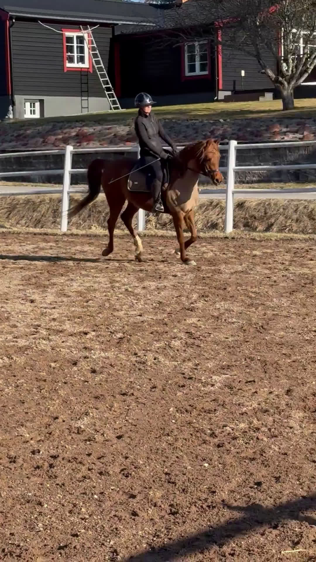 Allround hästar till salu: Din bästa vän & tränings kompis - Video 2
