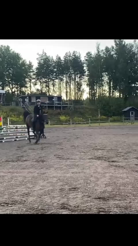 Hoppning hästar till salu: Mycket tillgivet sto! - Video 1