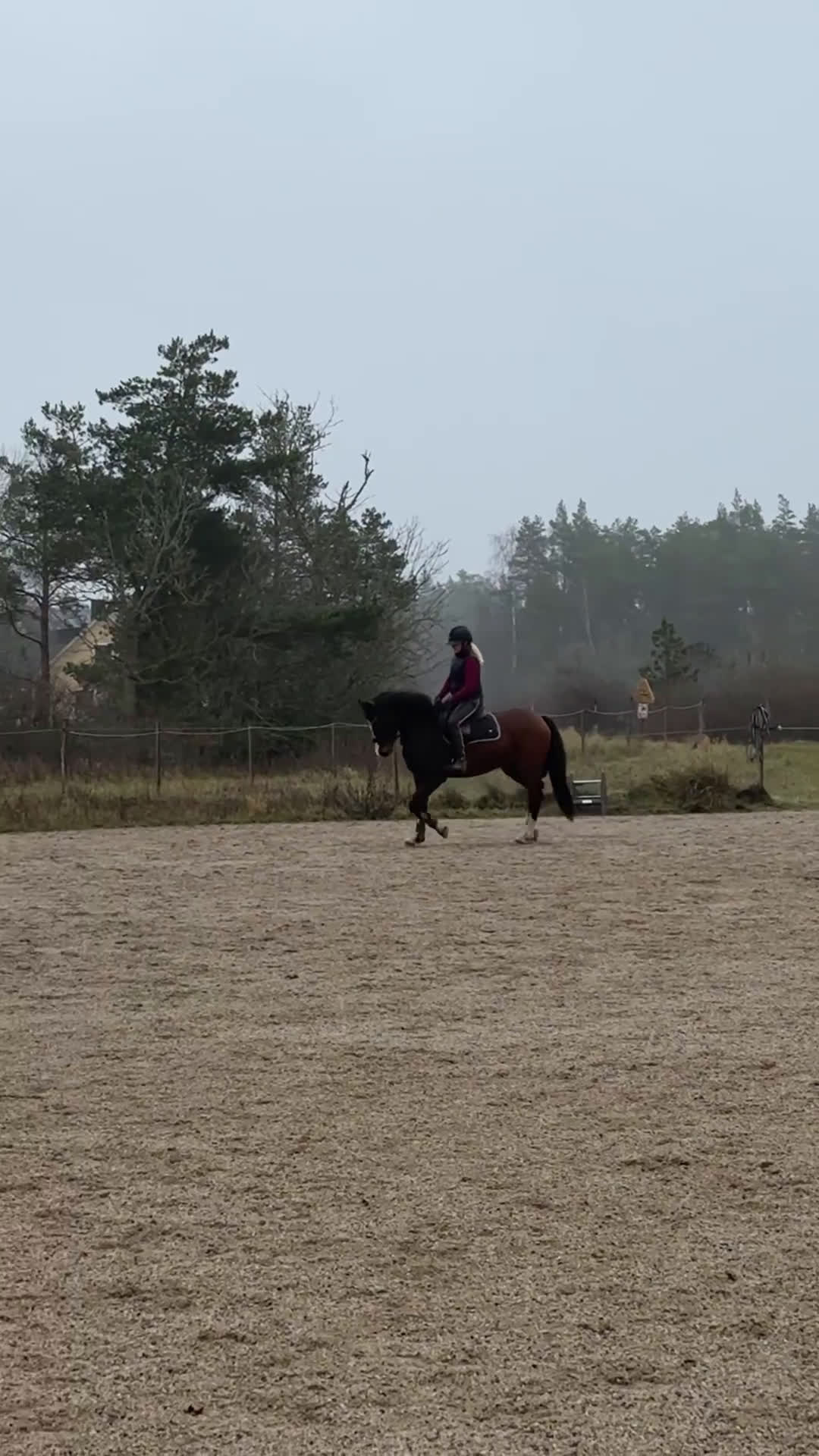 Allround hästar till salu: Årets julklapp - Den perfekta allroundhästen i Tingstäde - Video 1