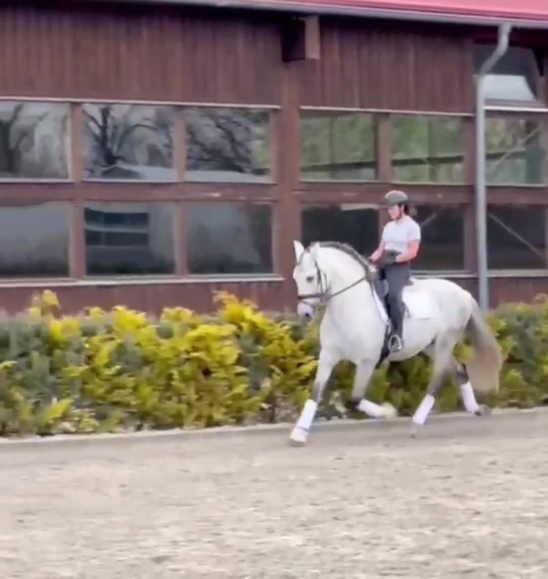 Dressyr hästar till salu: VÄLTRÄNAD PRE MED ETT FANTASTISKT TEMPERAMENT i Köpenhamn - Video 1