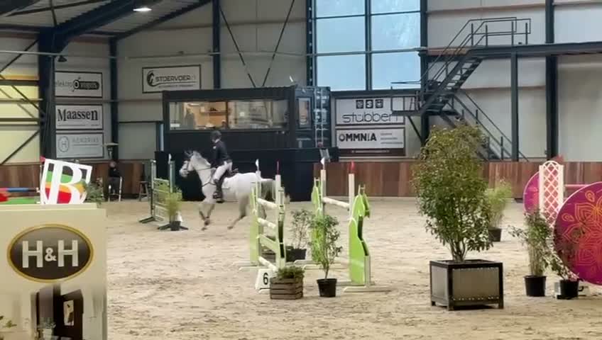 Hoppning hästar till salu: Rutinerat Tävlingsto - Video 2