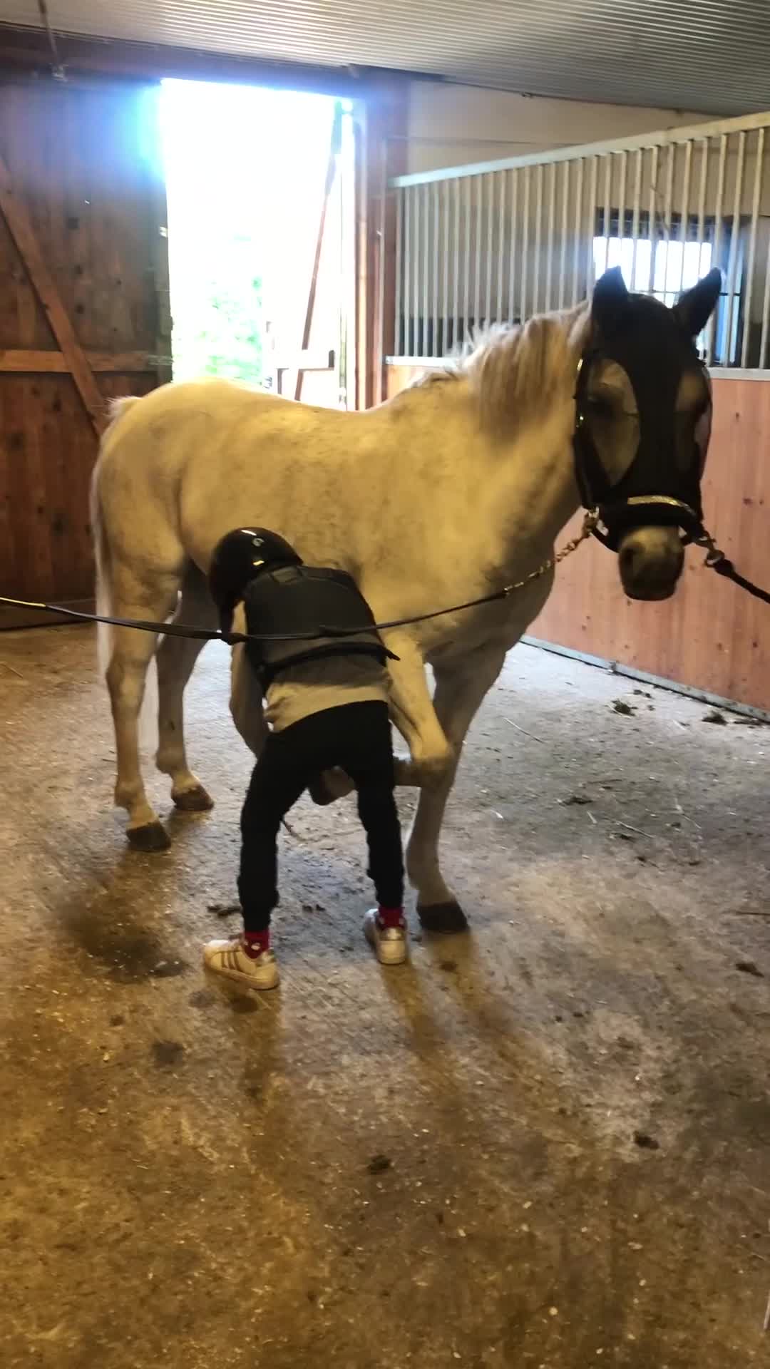 Hoppning hästar till salu: Rosettplockare & bästa vän  - Video 5