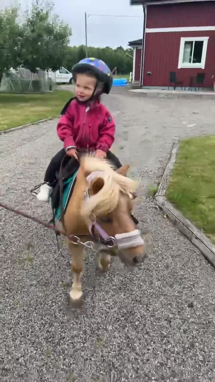 Allround hästar till salu: Fantastisk minishettis söker nytt hem! - Video 1