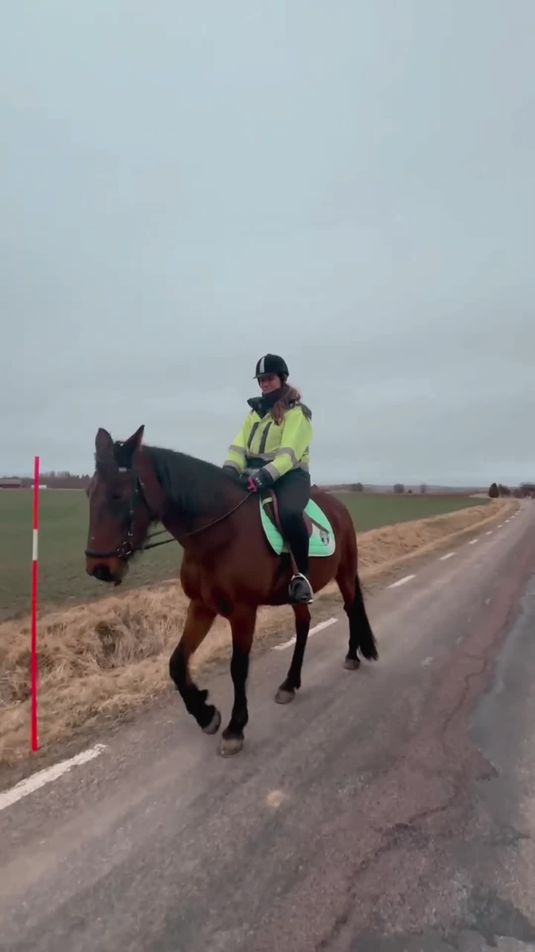 Allround hästar till salu: Ridtravare  - Video 1