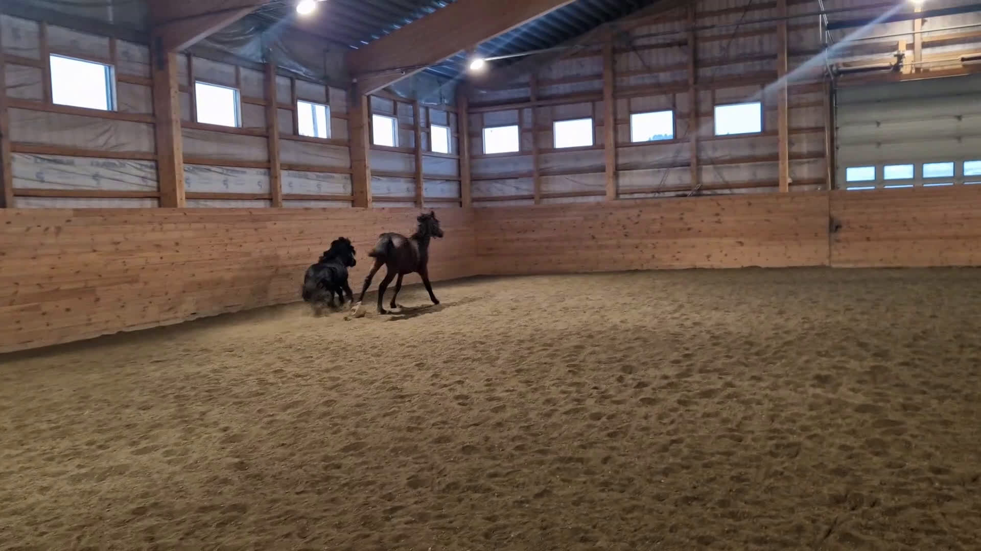 Dressyr hästar till salu: Snygg 2årig valack i Orrviken - Video 2