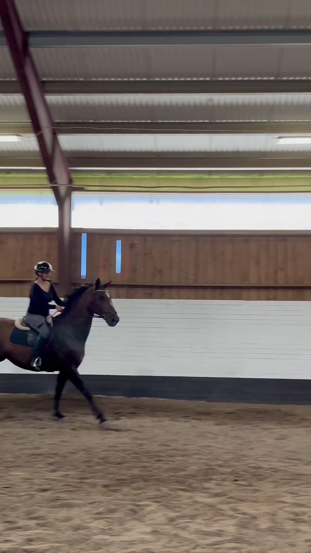 Allround hästar till salu: Världens snällaste läromästare! - Video 1