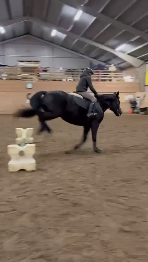 Allround hästar till salu: Vackert danskt halvblod - Video 3