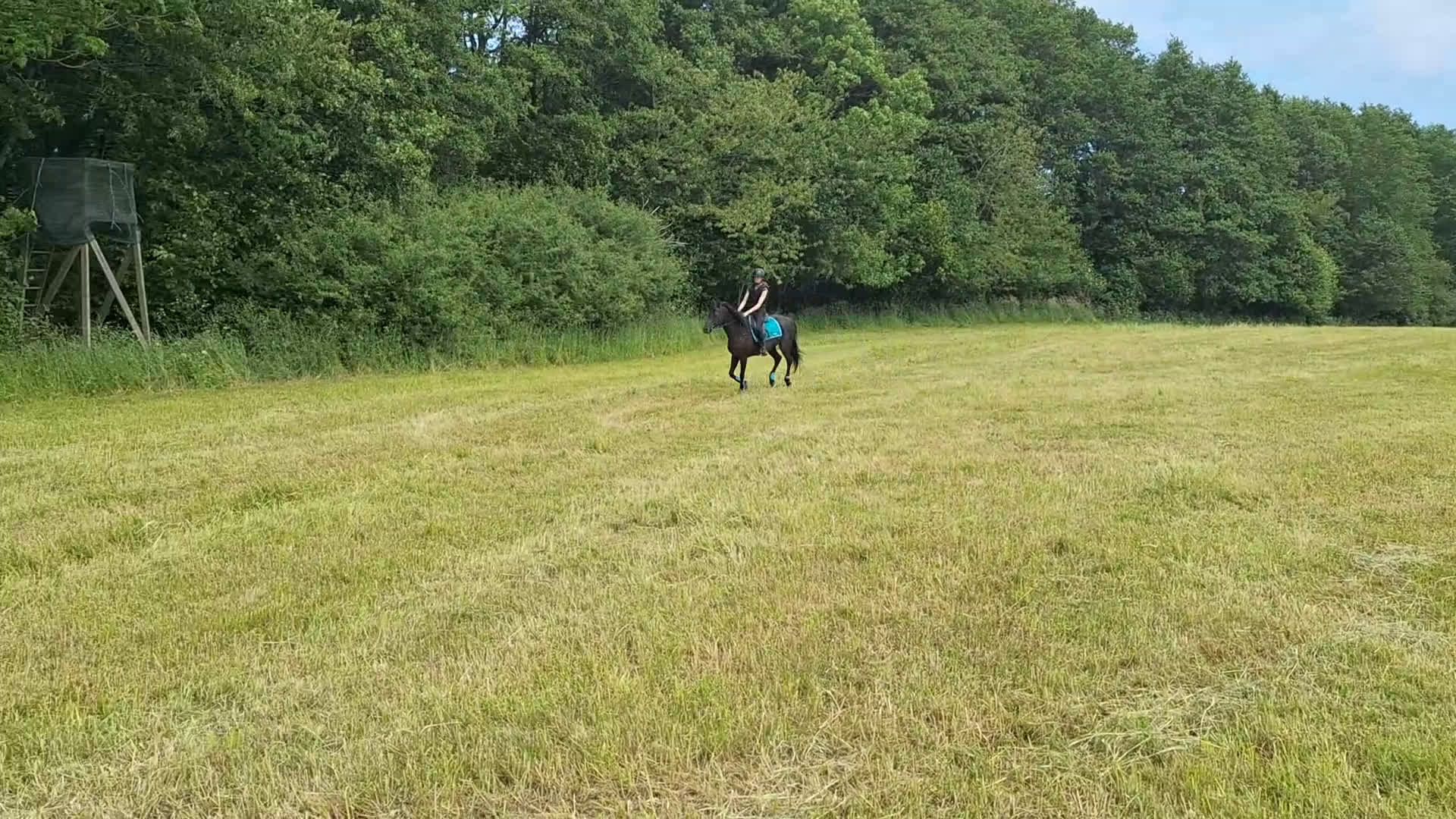 Allround hästar till salu: Drömponny - Video 5