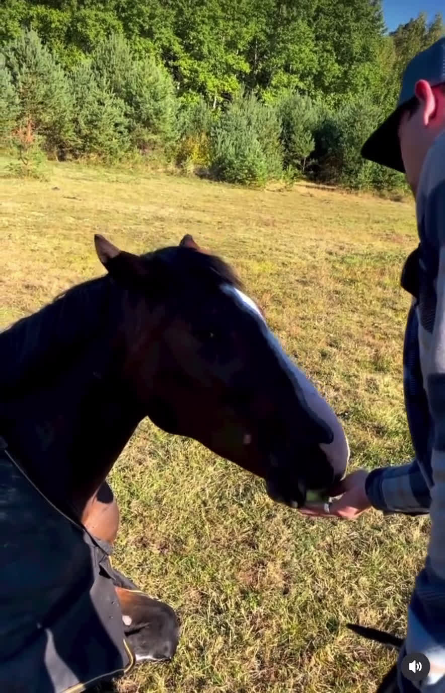  medryttarhäst finnes: Erfaren medryttare till häftig Swb hopp/dressyr i Västerhaninge - Video 5