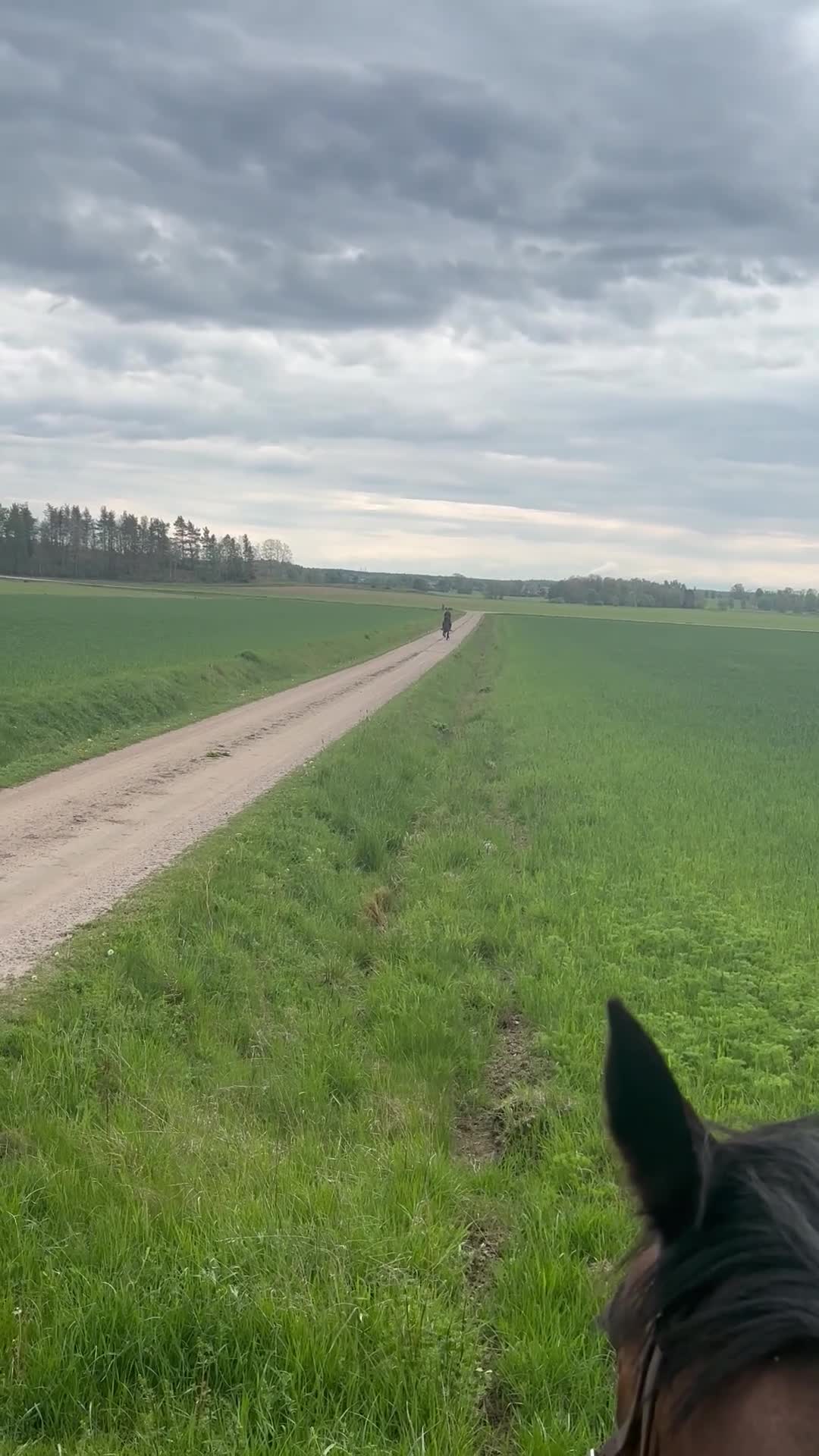 Allround hästar till salu: Snäll B-ponny  - Video 1