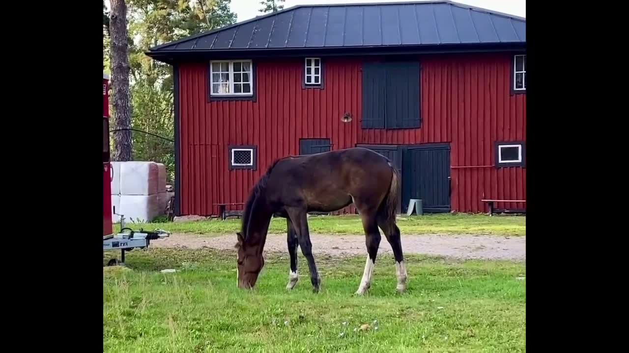 Hoppning hästar till salu: Ermitage Kalone - For Feeling - Irco Mena - Video 3
