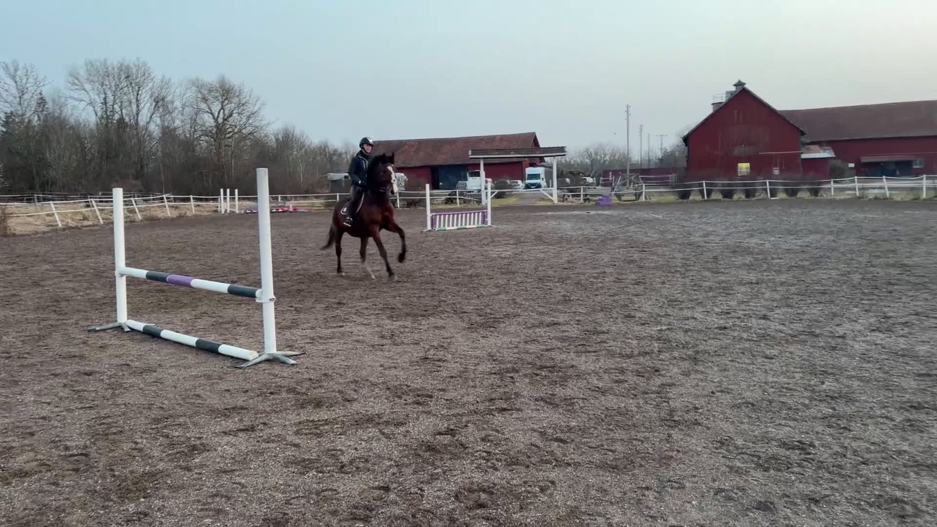 Hoppning hästar till salu: Fin häst med utvecklingspotential  - Video 3