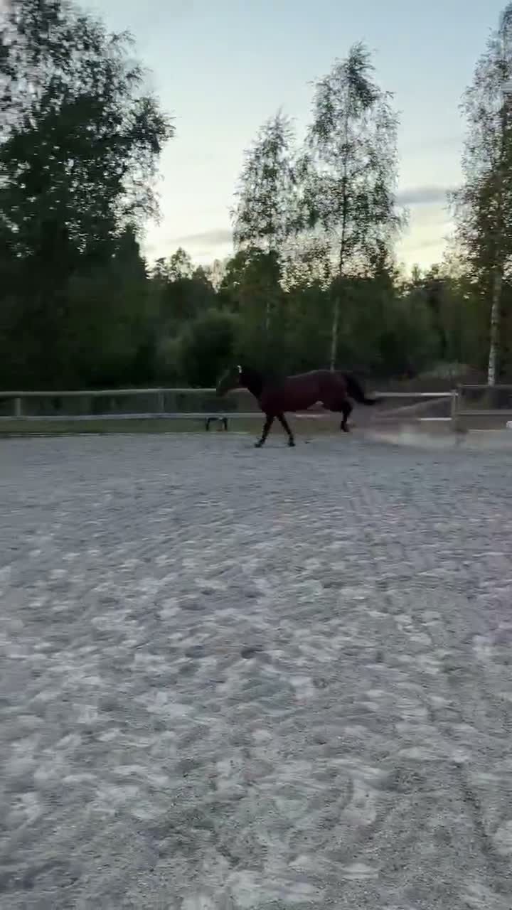 Allround hästar till salu: Sto med utstrålning  i Uddeholm - Video 2