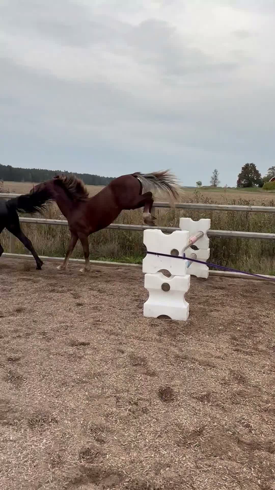 Hoppning hästar till salu: Connemarahingst  - Video 1