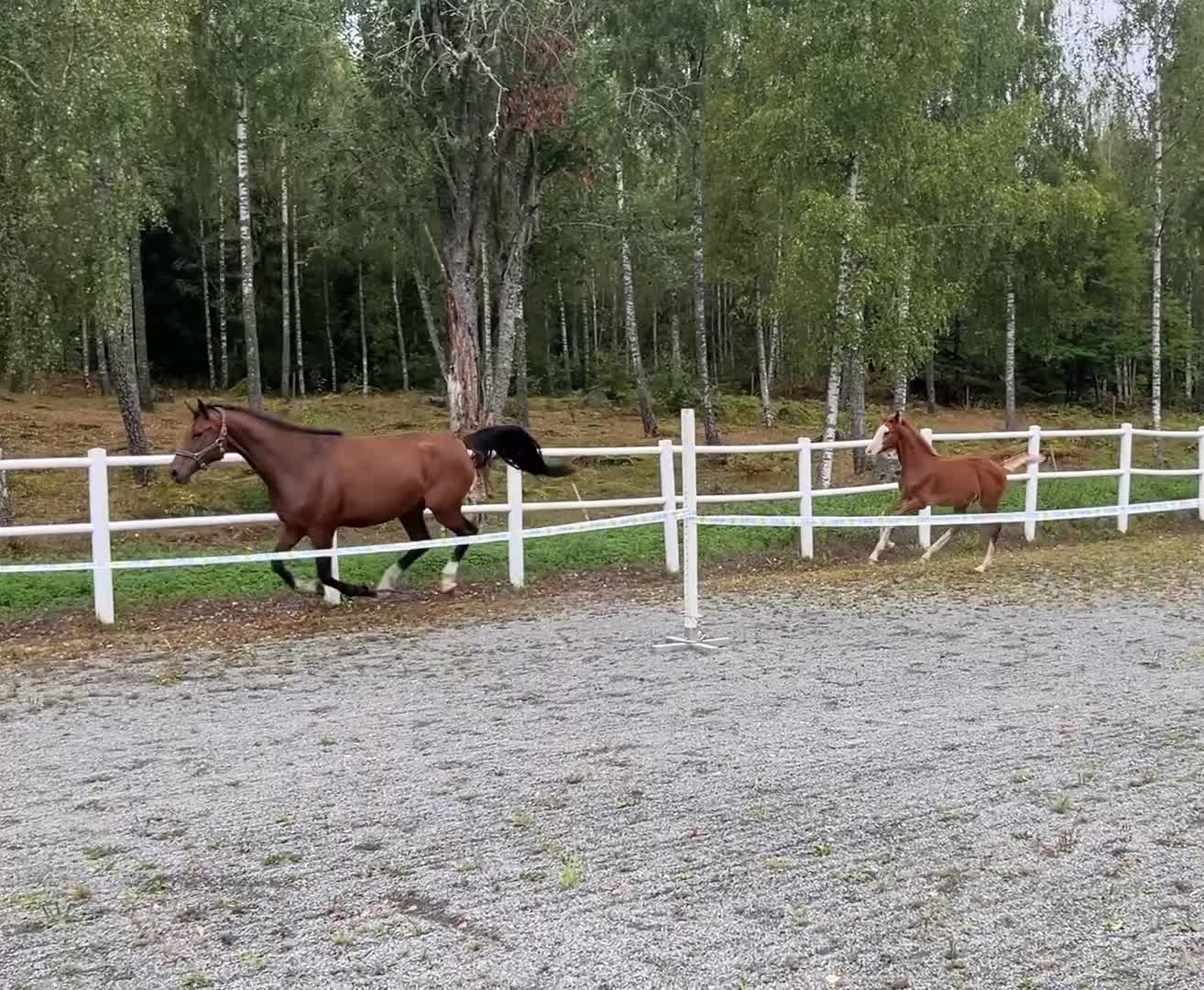 Hoppning hästar till salu: Eyecatcher e: Catoki - Video 2