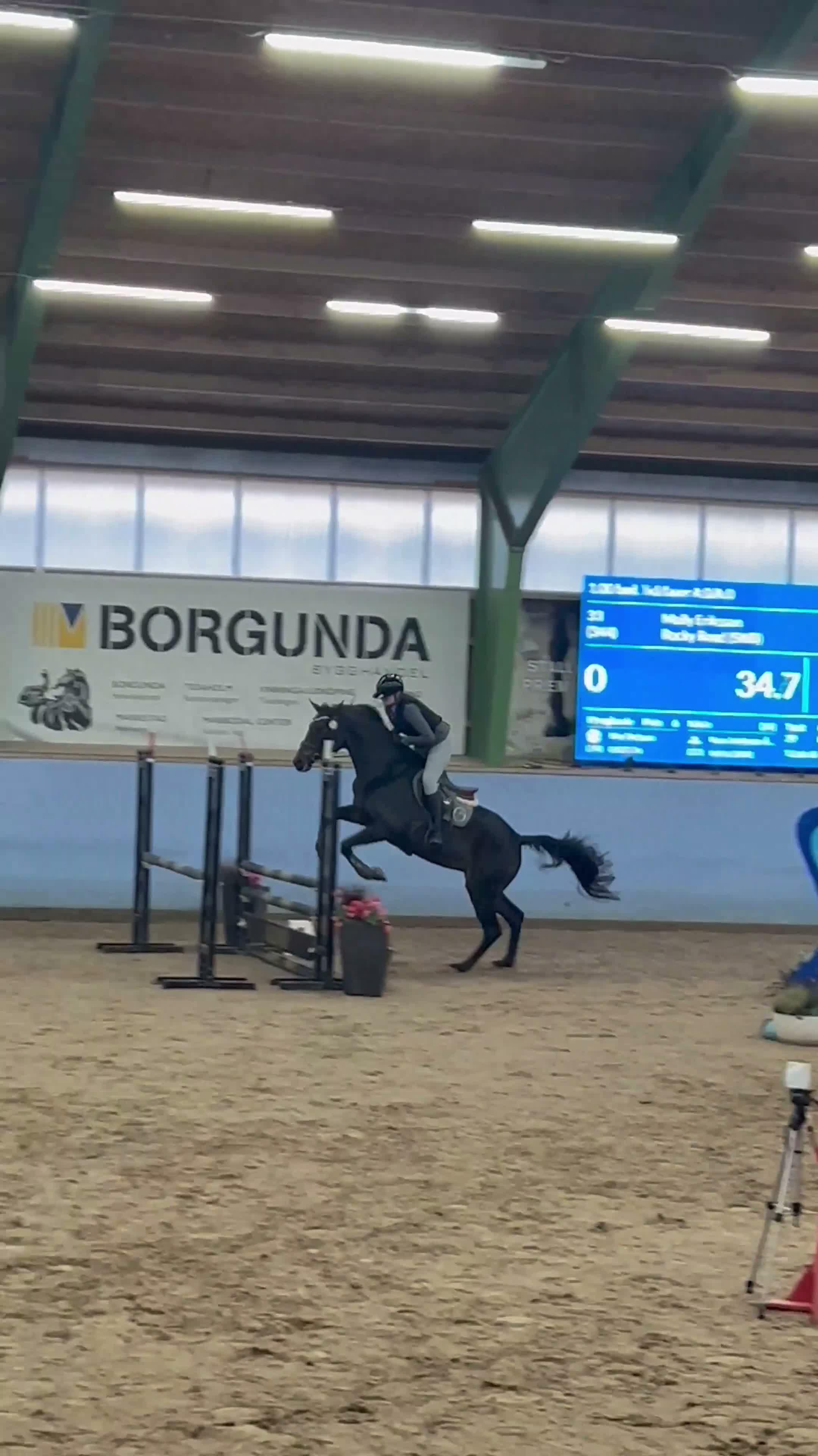 Hoppning hästar till salu: Fantastisk tävlingshäst med ett hjärta av guld - Video 2