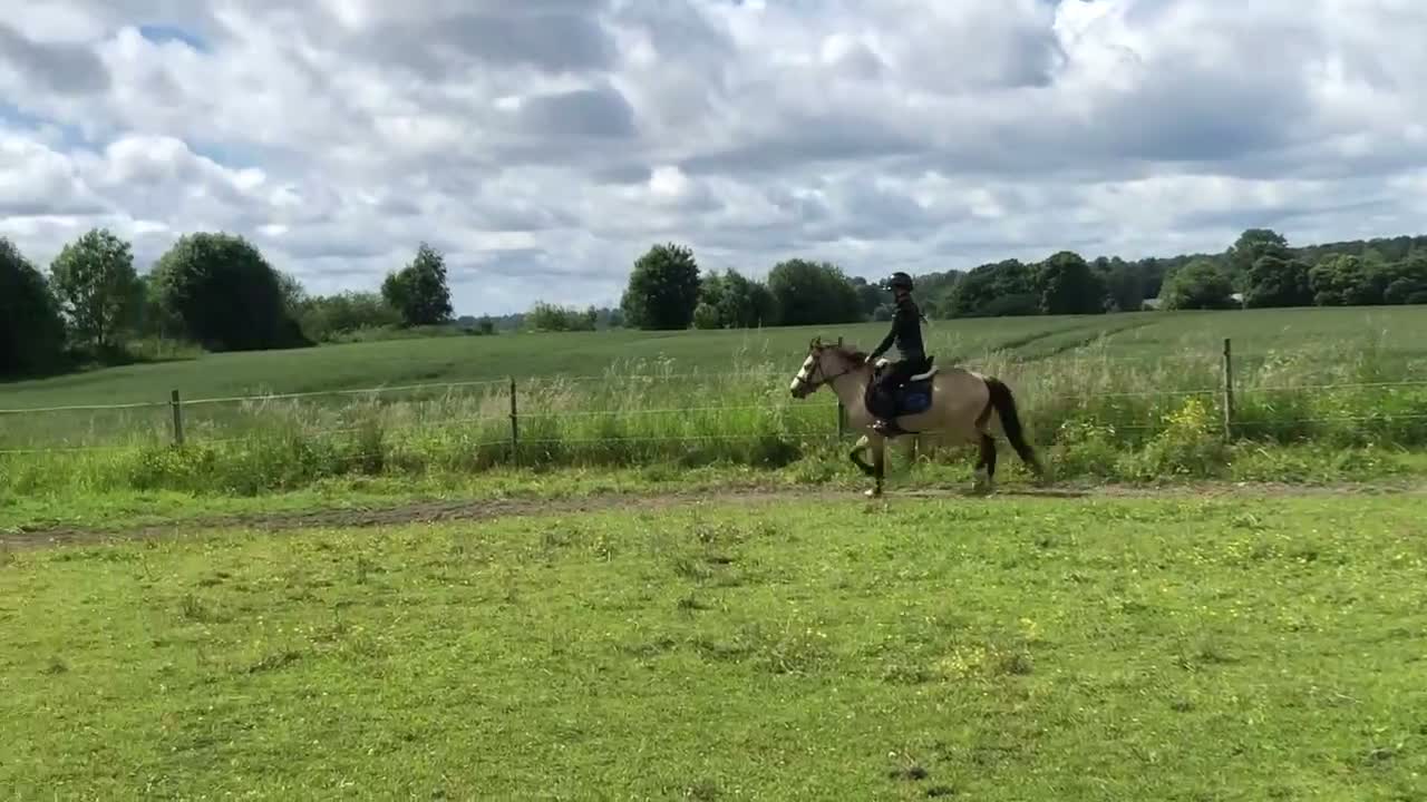 Trav hästar till salu: Blivande storstjärna - Video 1