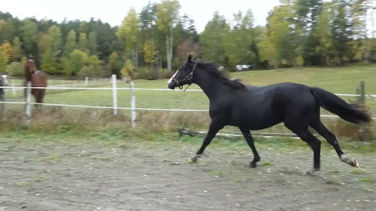 Dressyr hästar till salu: Moderiktig grabb efter Salvatore Ferragamo - Video 1
