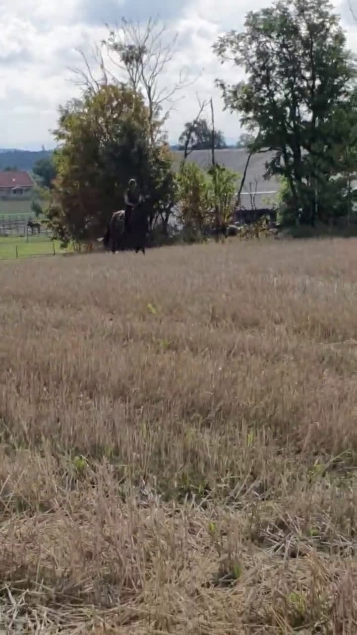 Hoppning hästar till salu: SWB valack söker ryttare i Skövde - Video 3