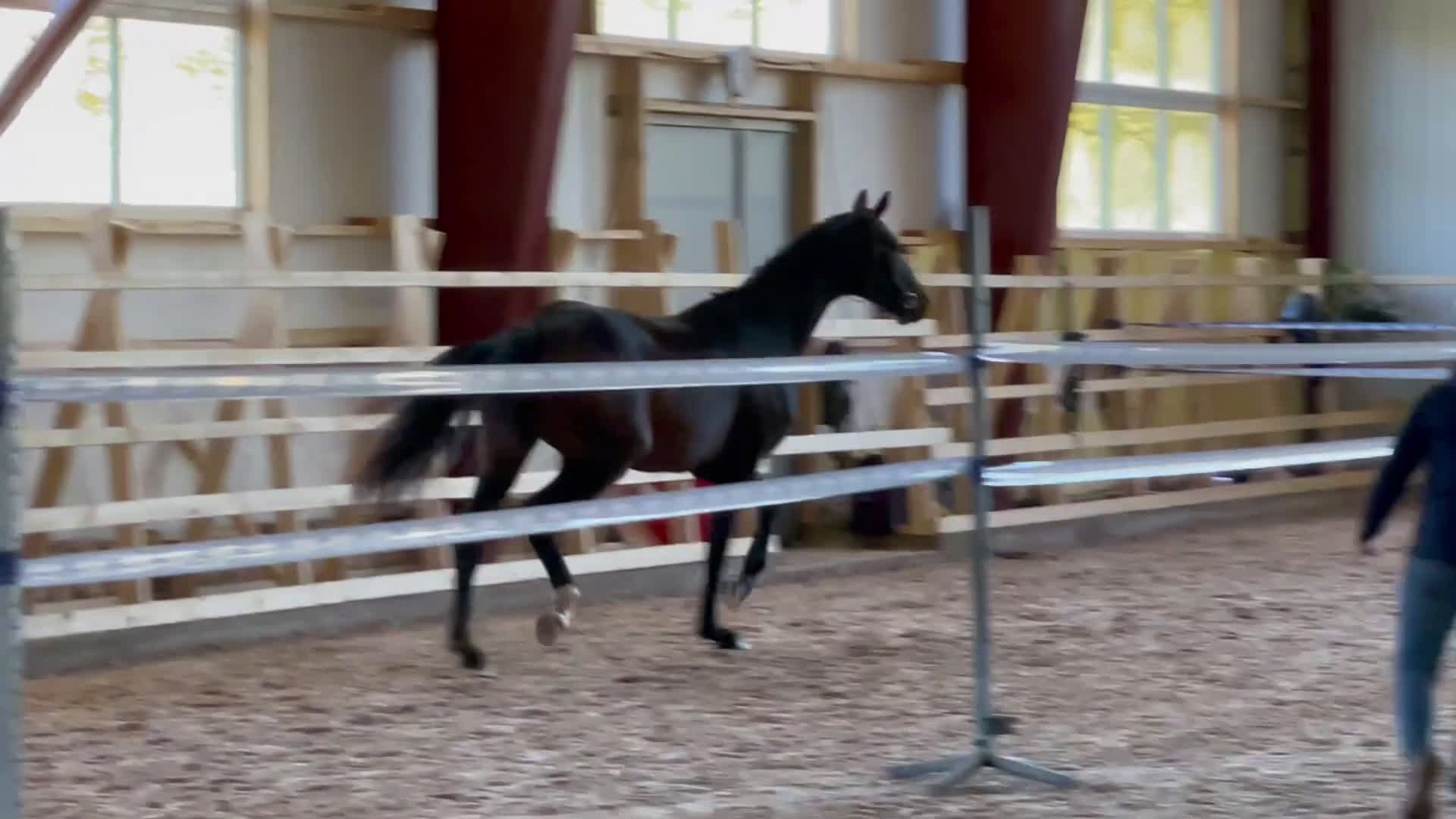 Dressyr hästar till salu: Framtida sporthäst f.2023 i Vinninga - Video 3