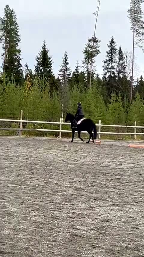 Allround hästar till salu: 🌟Vacker d-ponny🌟 - Video 2