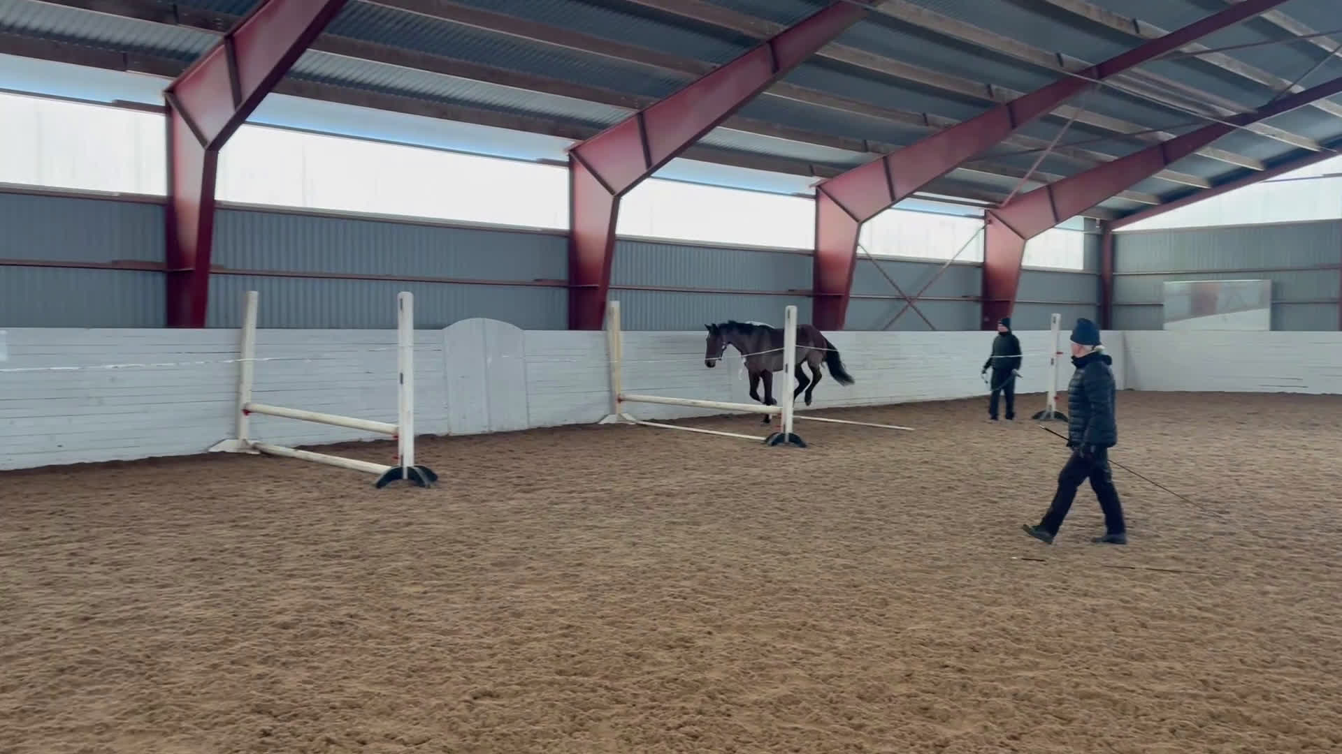 Hoppning hästar till salu: Hopponny med kapacitet för framtiden  - Video 1