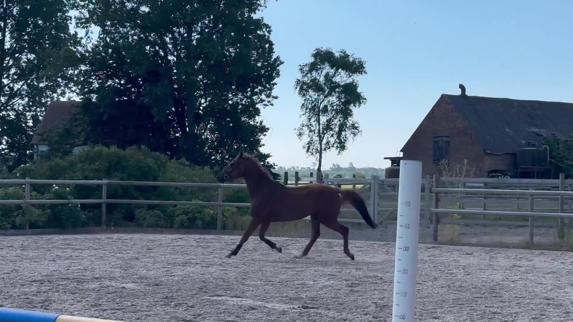 Dressyr hästar till salu: Treårigt sto, Iron-Sandakan-Royal Diamond - Video 1