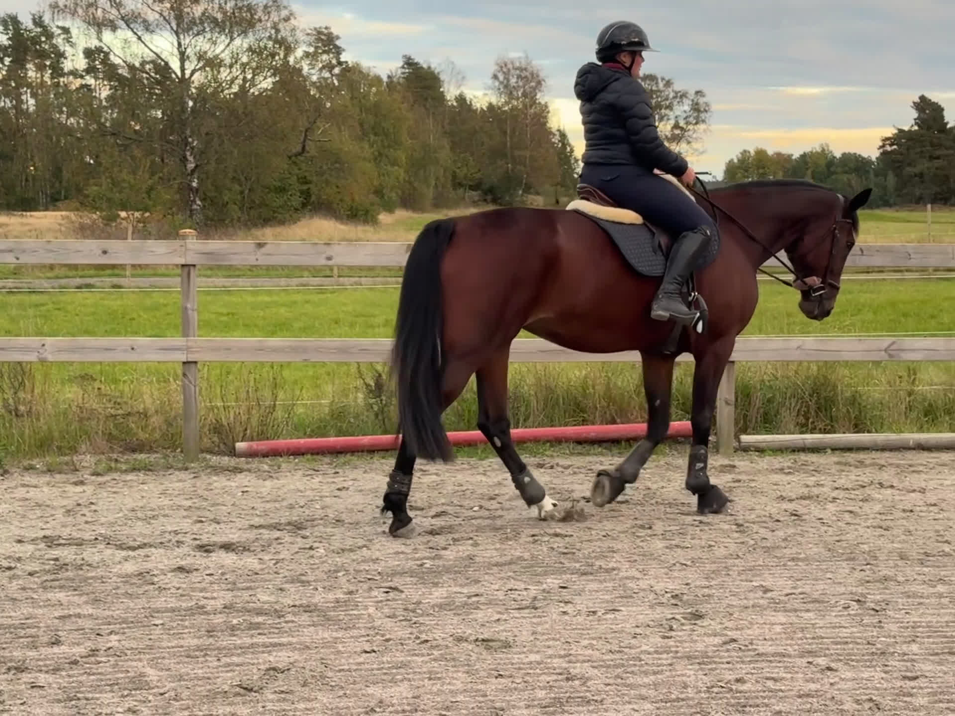 Allround hästar till salu: Sto med mycket personlighet  i Lidköping - Video 2