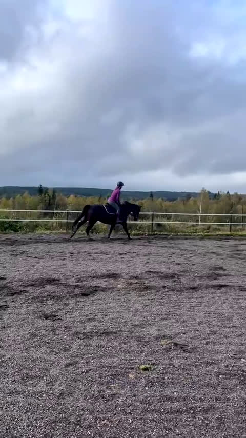 Western hästar till salu: Verklig allround häst i Hökerum - Video 1