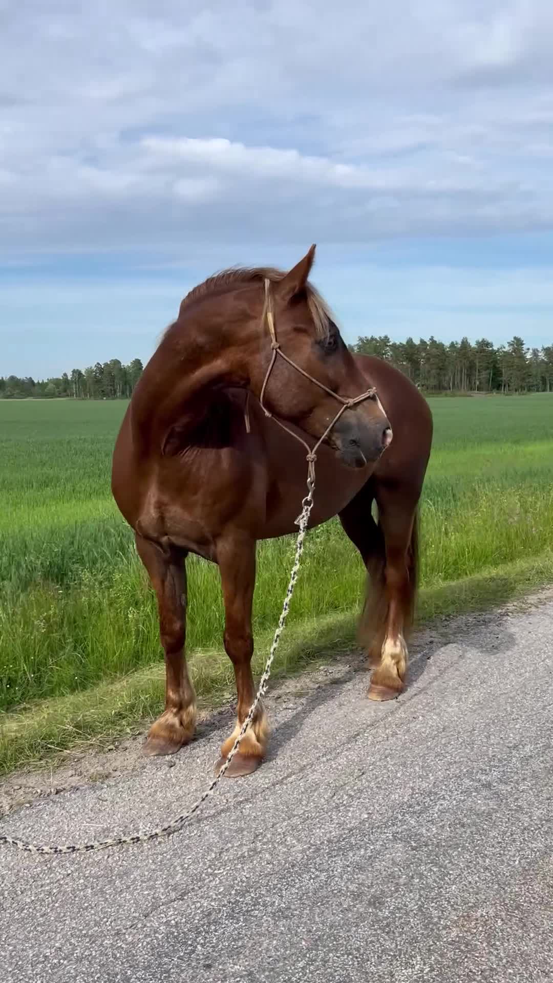 Western hästar till salu: Ståtlig valack med mycket erfarenhet  - Video 3