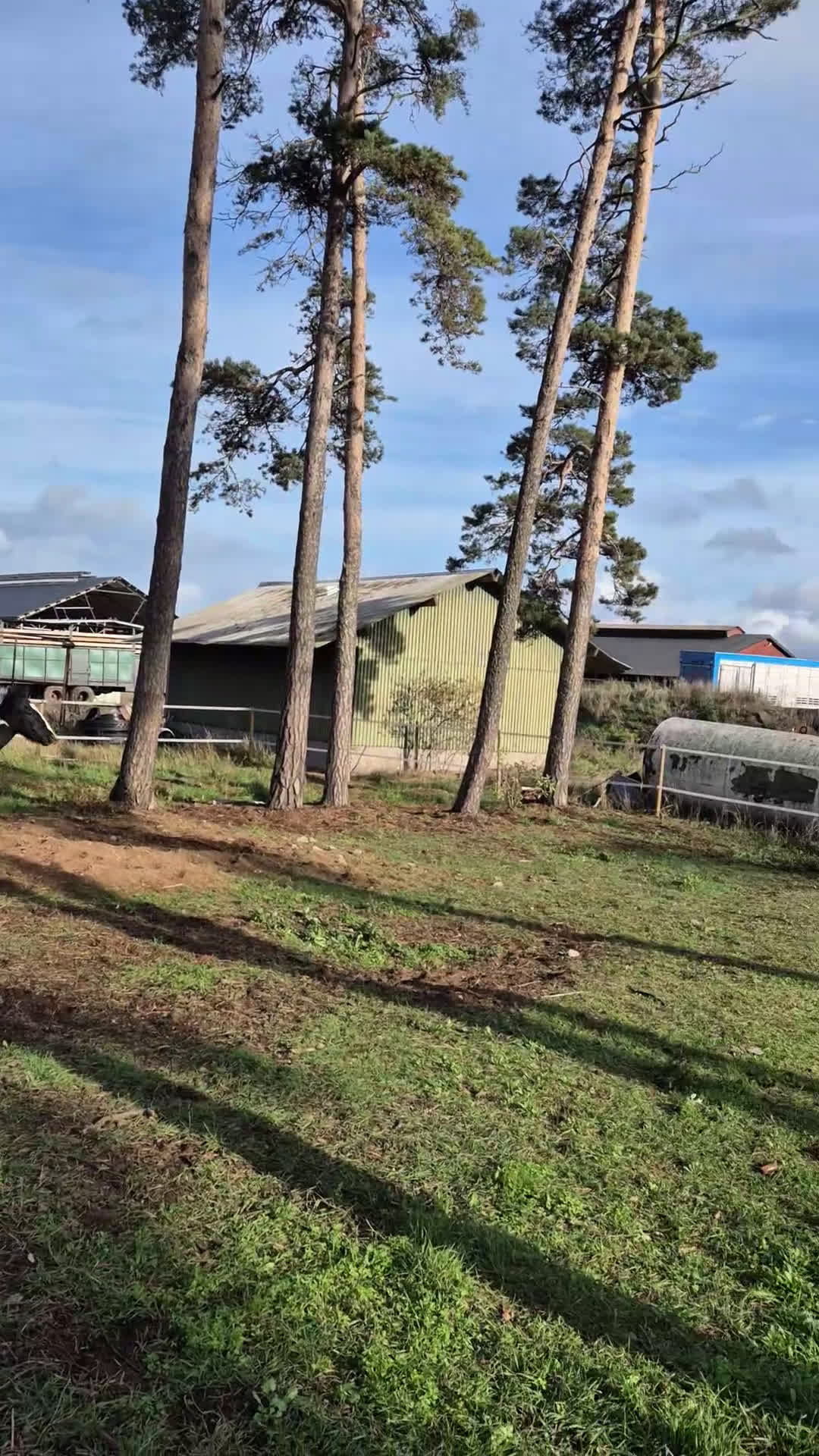 Allround hästar till salu: Blivande rid,körhäst och bästa kompis i Mörbylånga - Video 1