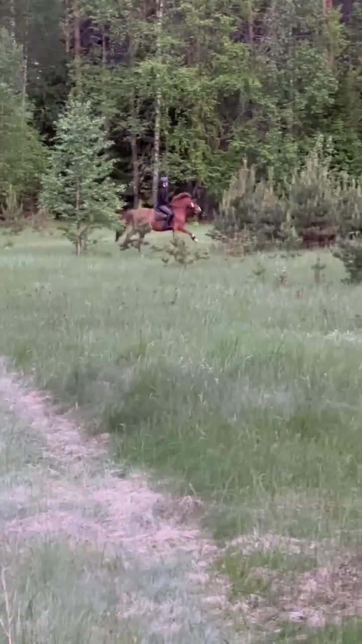 Dressyr hästar till salu: Vacker C-ponny i Granbergsdal - Video 2
