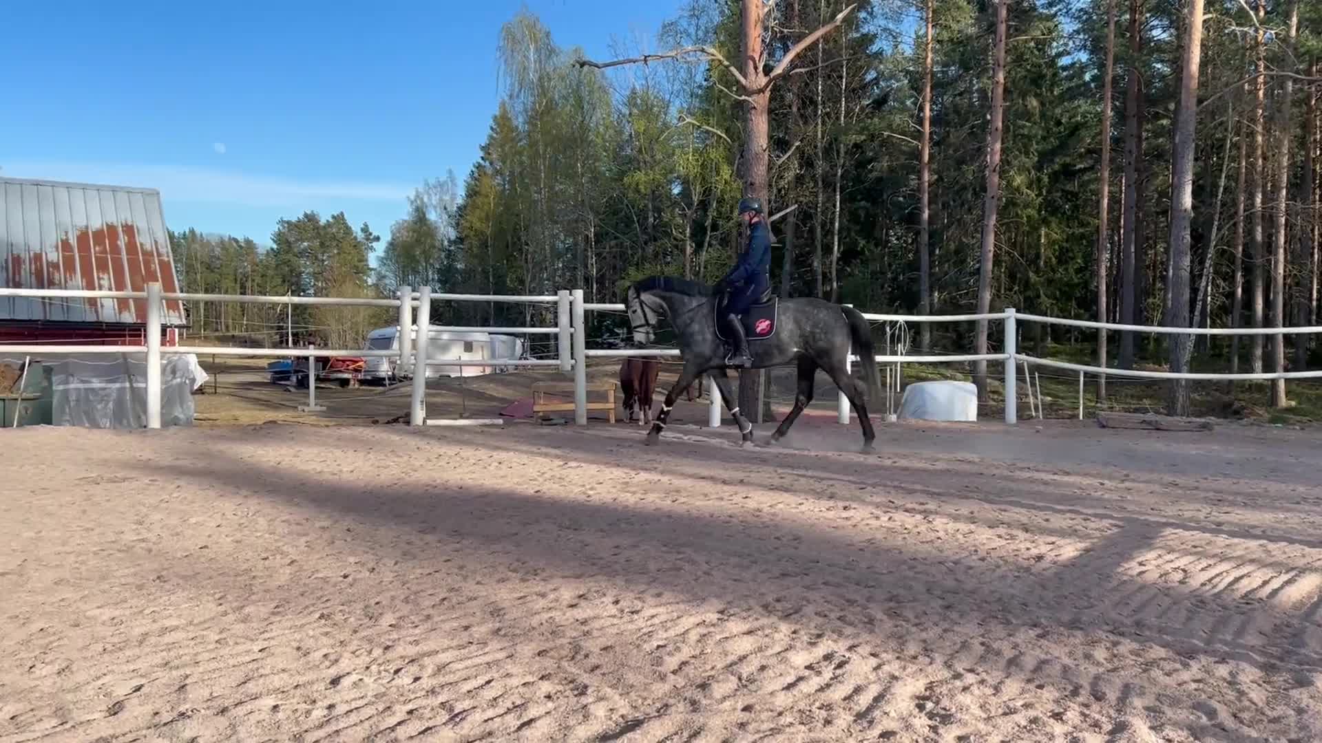 Hoppning hästar till salu: Ett Sto som syns i mängden - Video 2