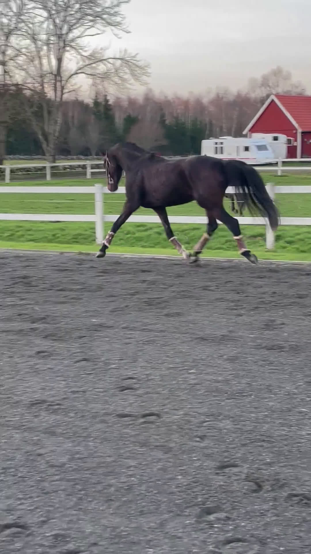 Dressyr hästar till salu: Högrest valack i Linderöd - Video 3
