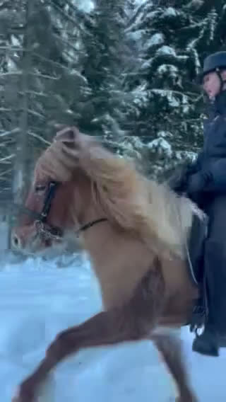 Island hästar till salu: Lyxig träningskompis och bästa vän - Video 1
