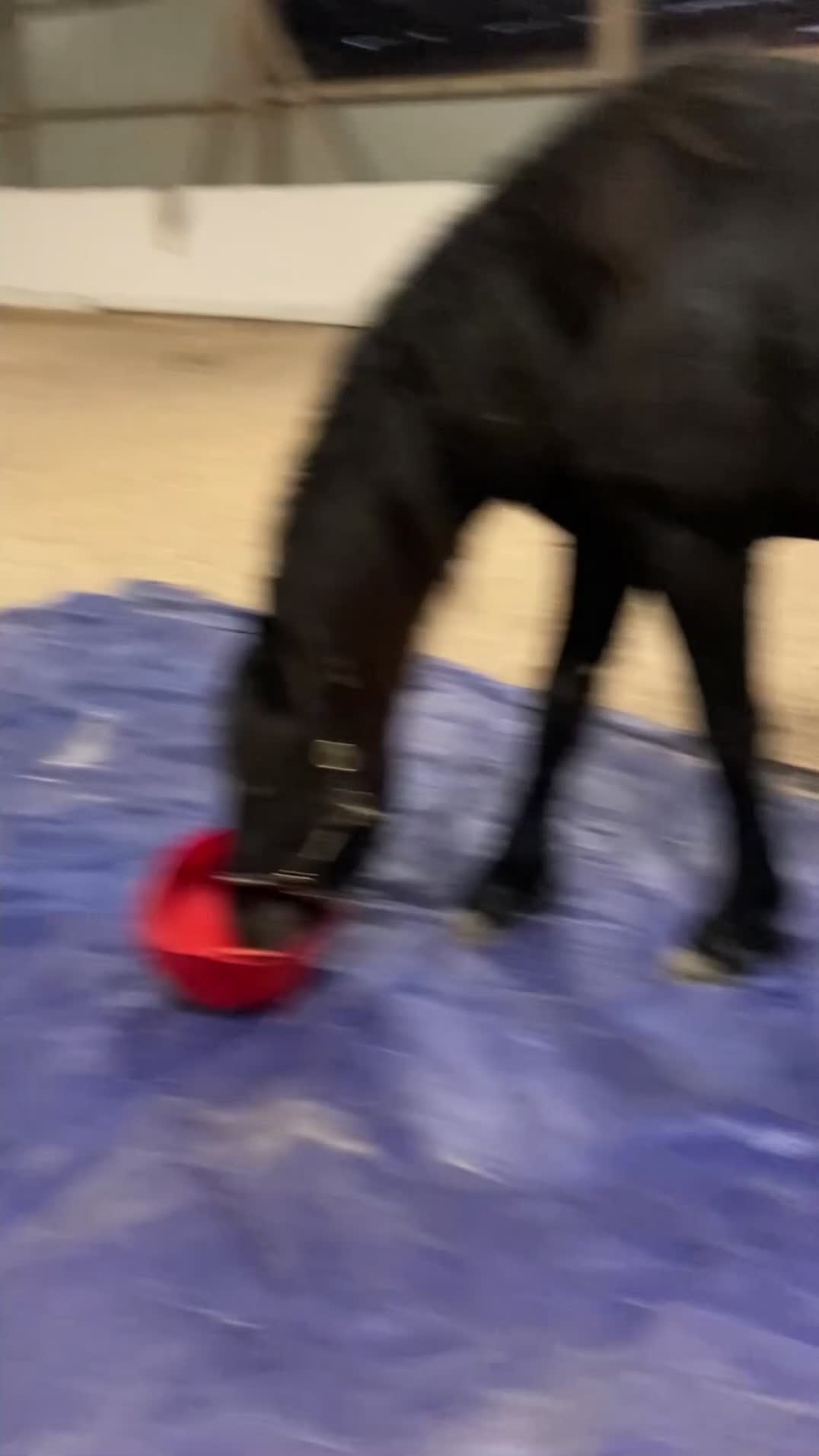 Körning hästar till salu: Super trevlig Frieser valack 3år - Video 1