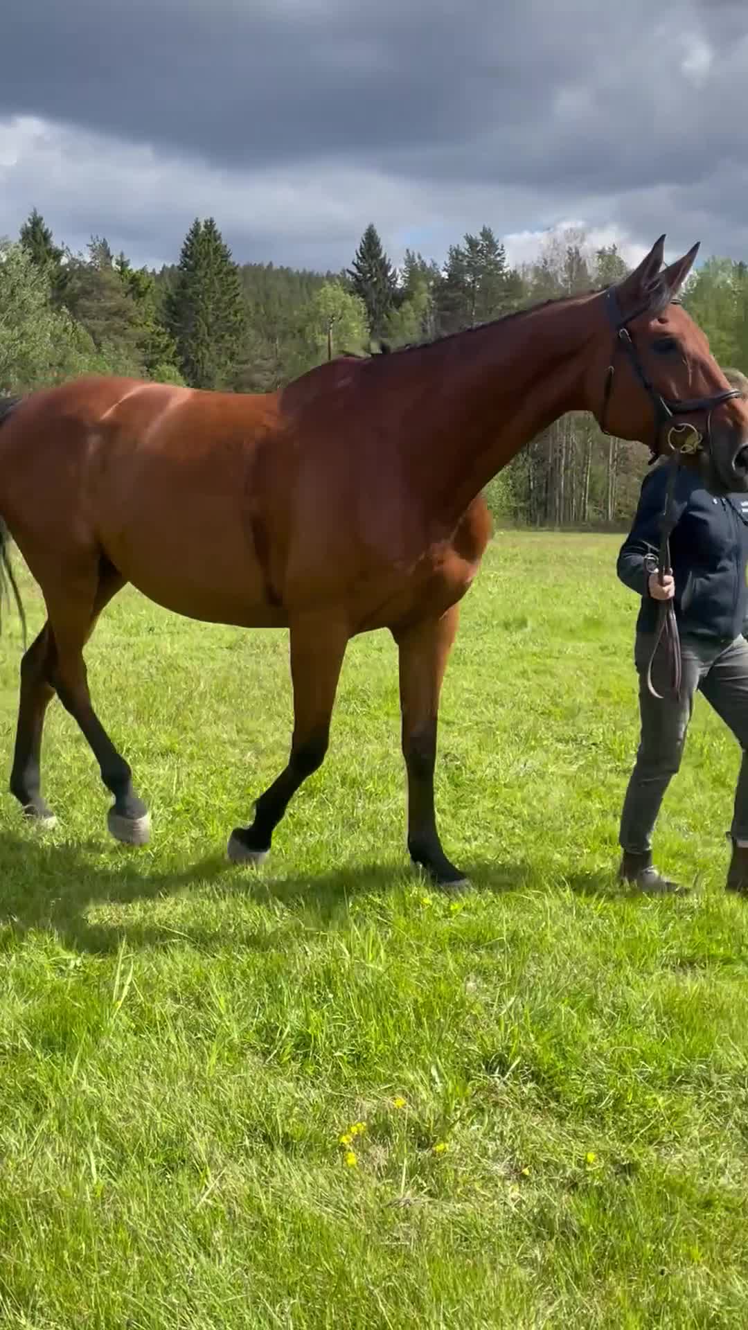 Hoppning hästar till salu: Hobby tävlings häst - Video 3