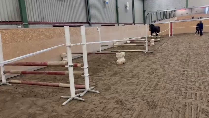 Hoppning hästar till salu: *Resarverad *uppdaterad* 3 årig valack i Båstad - Video 4