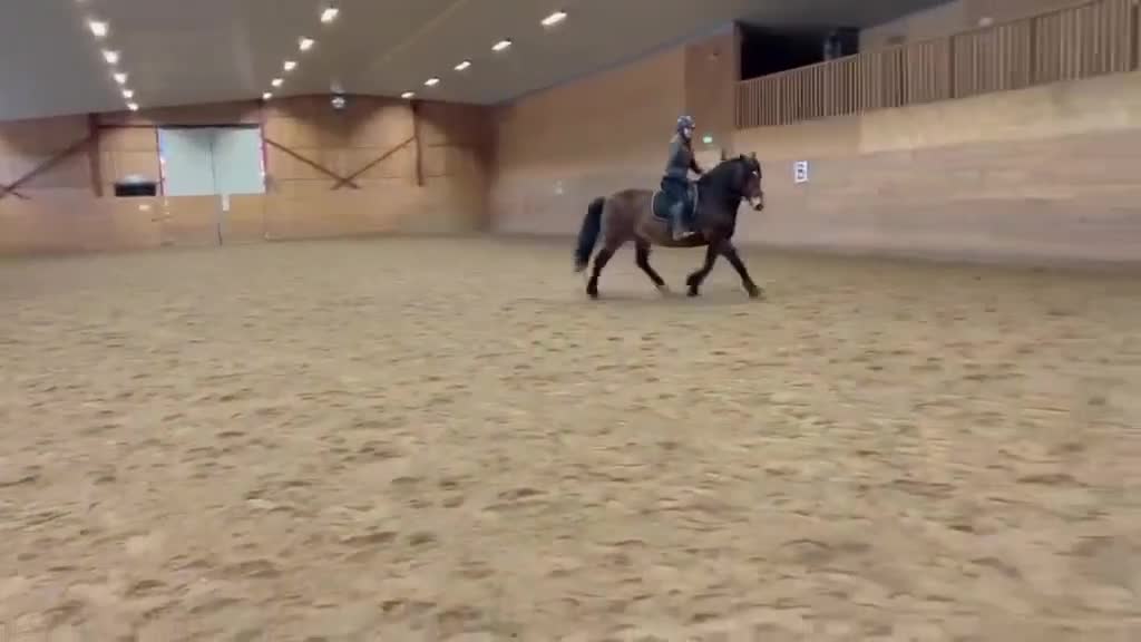 Dressyr hästar till salu: Trevlig nordsvensk - Video 3