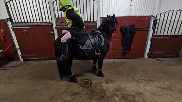 Allround hästar till salu: En trygg B ponny i Umeå - Video 3