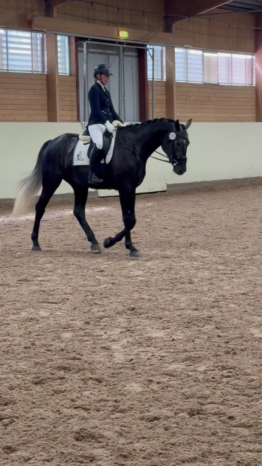 Dressyr hästar till salu: En riktig drömhäst i Norrköping - Video 4