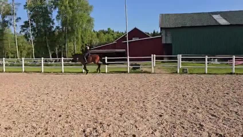 Dressyr hästar till salu: Treårssto för framtiden  - Video 2