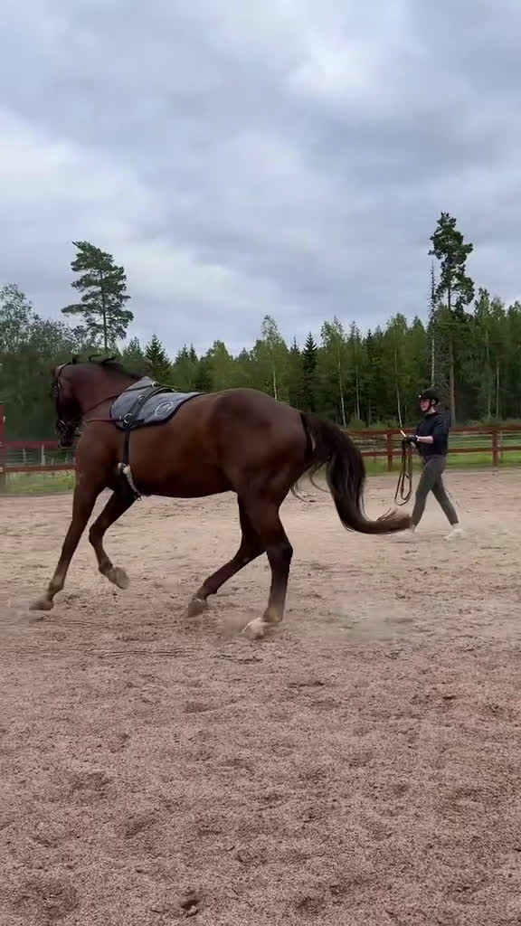 Dressyr hästar till salu: Dressyrhäst för framtiden! i Vattholma - Video 2