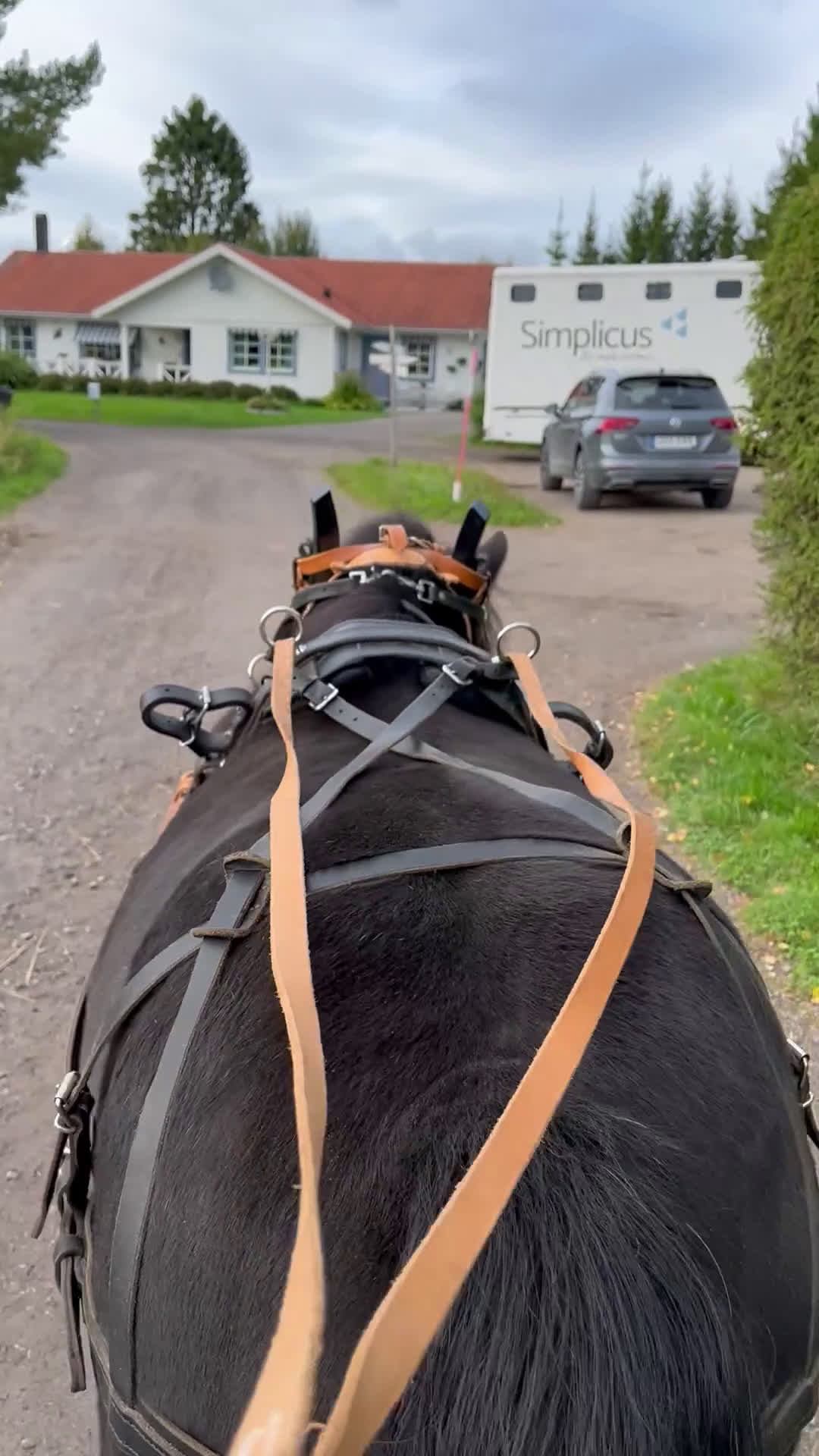 Körning hästar till salu: Trygg körponny - Video 1