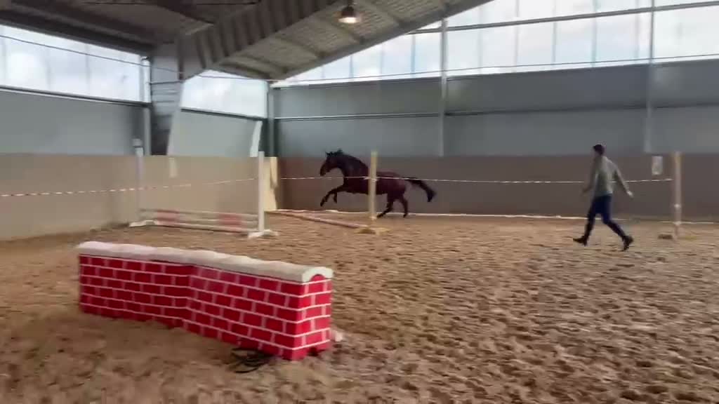 Hoppning hästar till salu: Korrekt fyraåring för framtiden - Video 1