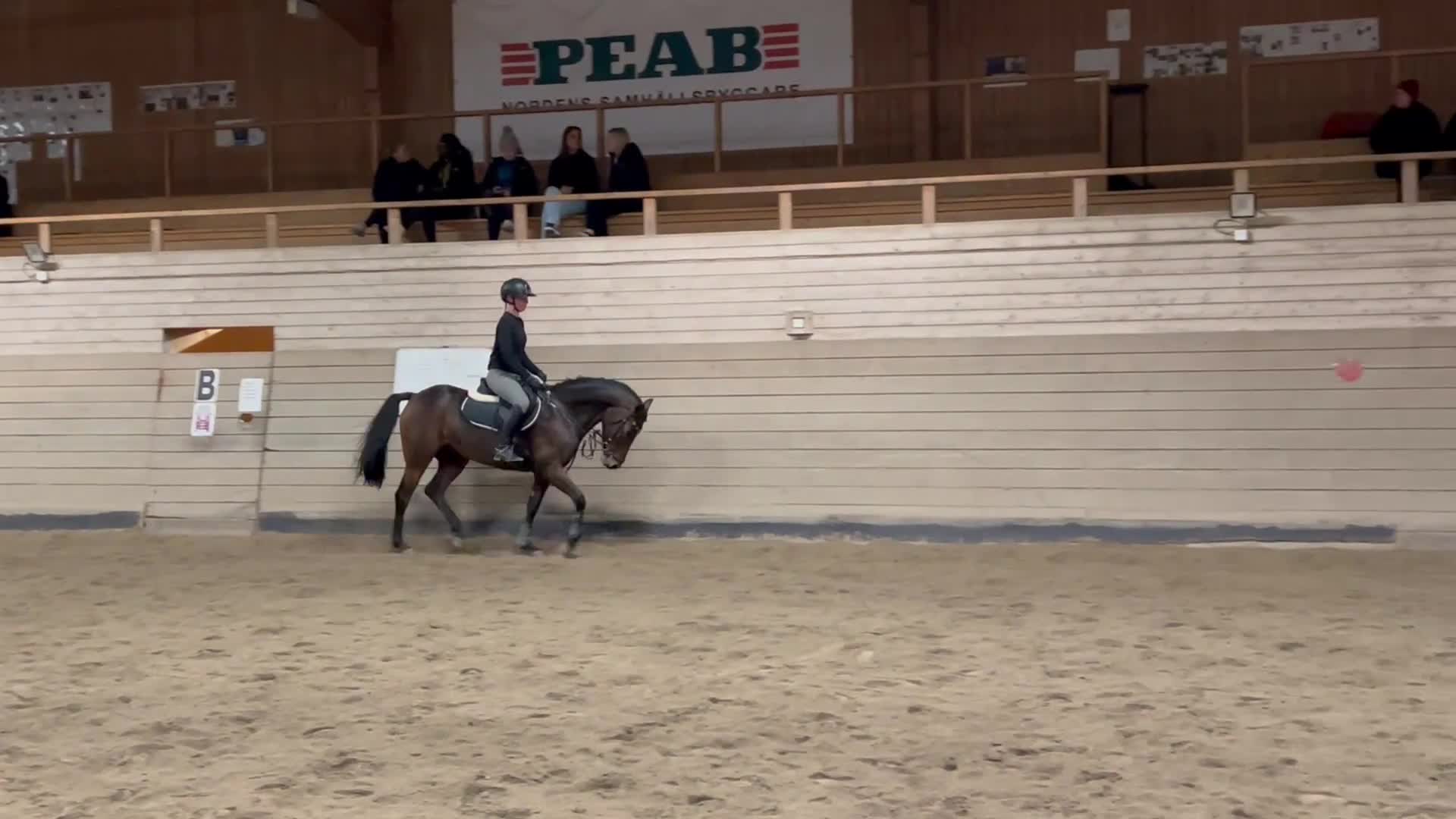 Hoppning hästar till salu: D-ponny till rutinerad ryttare i Domsjö - Video 3