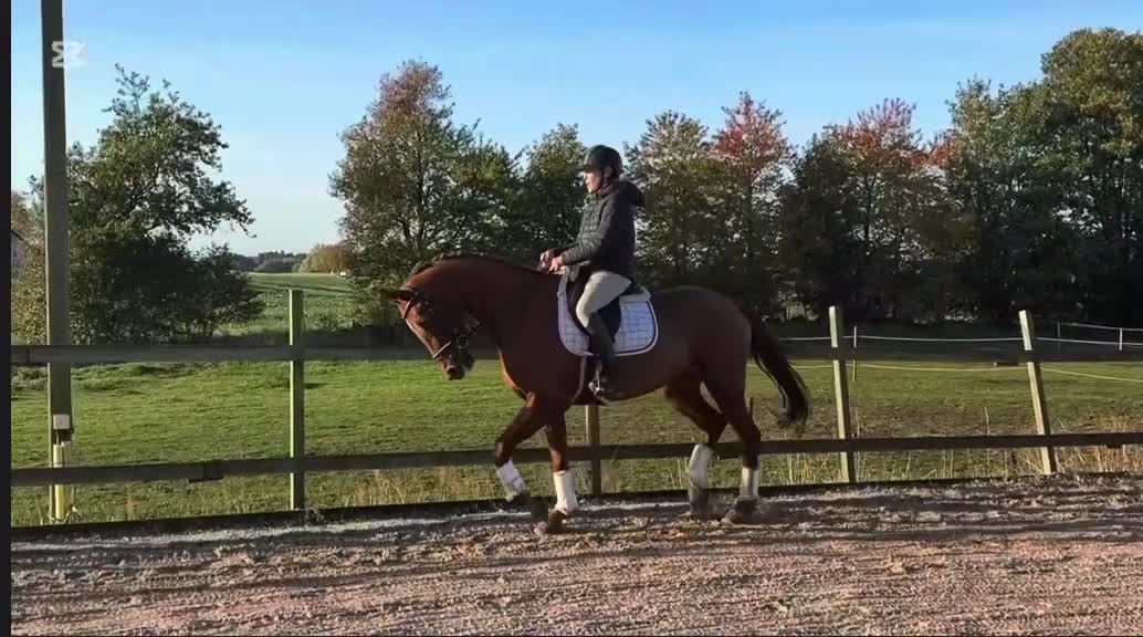 Allround hästar till salu: ⭐️VACKERT STO MED MYCKET POTENTIAL⭐️ - Video 2