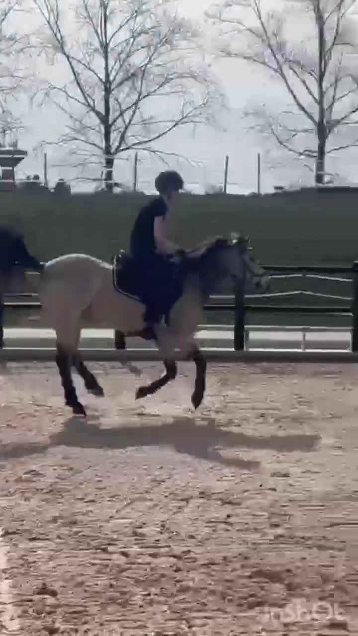Allround hästar till salu: Lyxig ponny för hobbyryttaren - Video 1